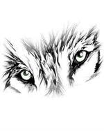 coyote